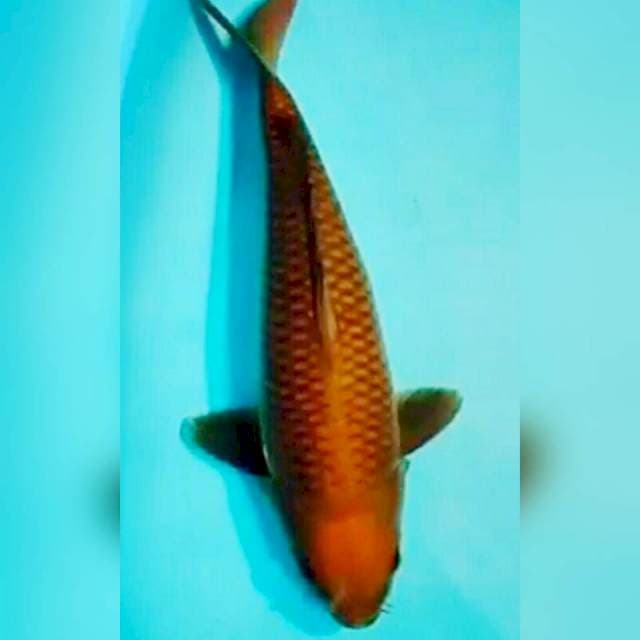 45cm super bulky cggoi tembaga