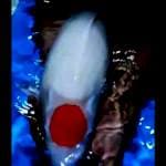 50cm super tancho kohaku bersih cakep
