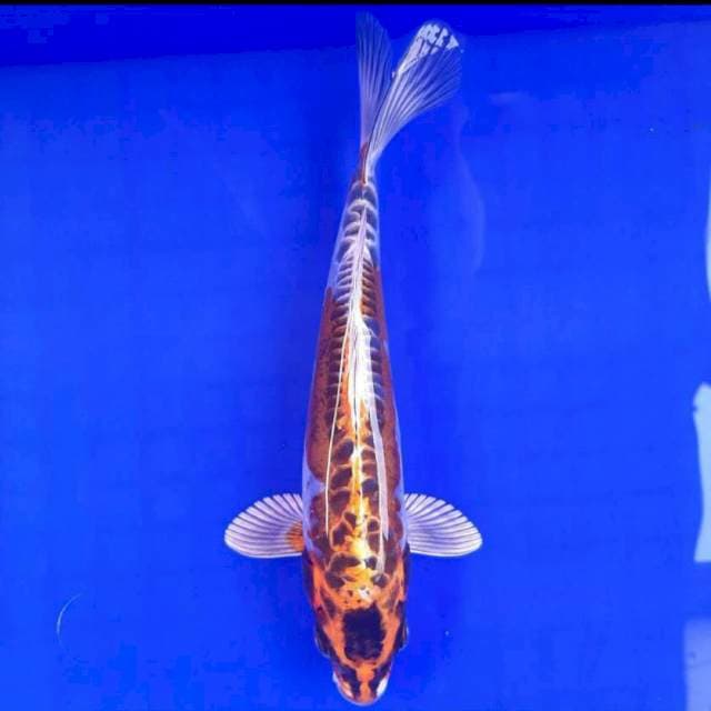 kiko 25cm