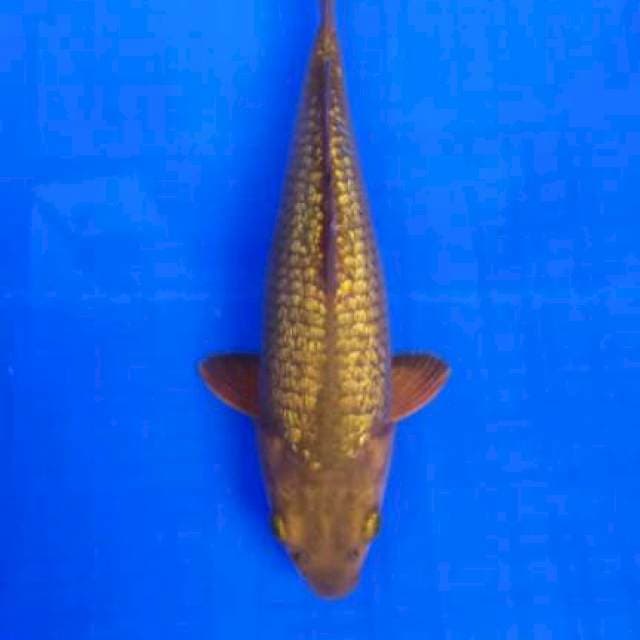 chagoi ginrin bulky 28cm