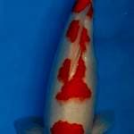 Kohaku 