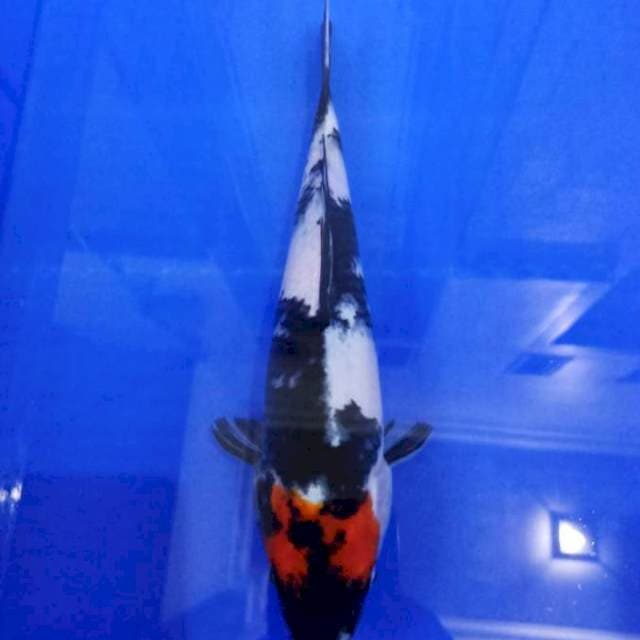 Tancho showa 28cm