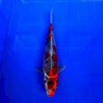 Goshiki 25cm