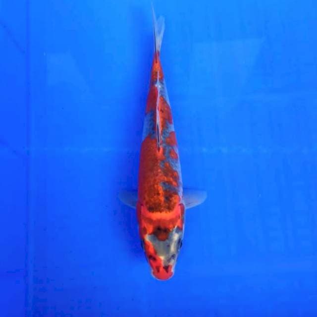Goshiki 25cm