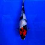 Tancho showa 26cm