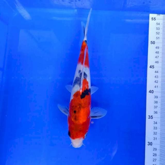 Sanke 26cm