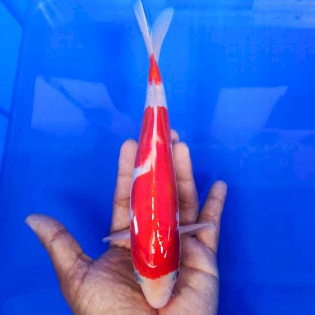 Kohaku doitsu 25cm