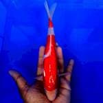 Kohaku doitsu 25cm