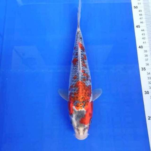 Goshiki 29cm