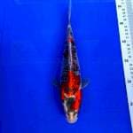 Goshiki 29cm