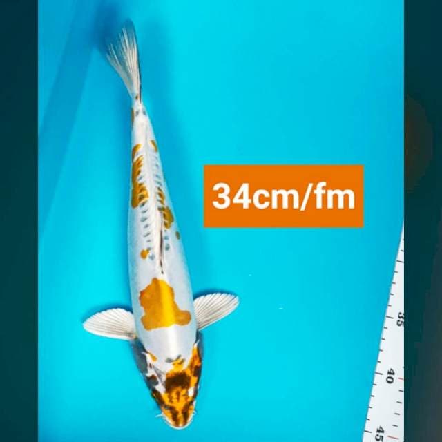 Good kiko 34cm