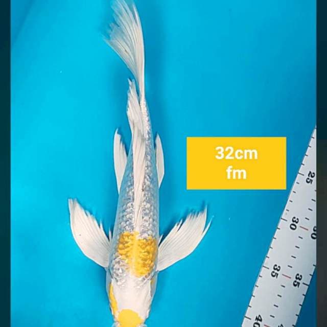 Kumpay hariwake ginrin 32cm