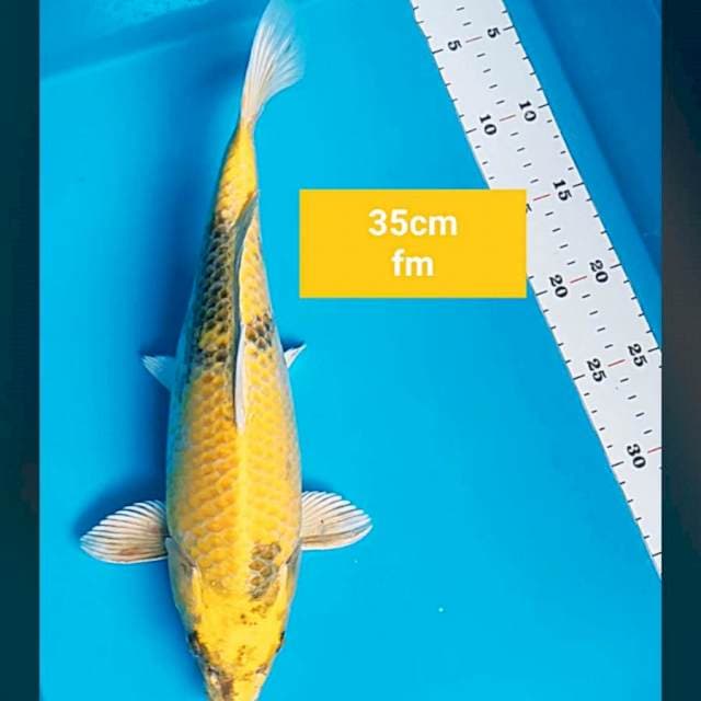 Kin showa punuk 35cm