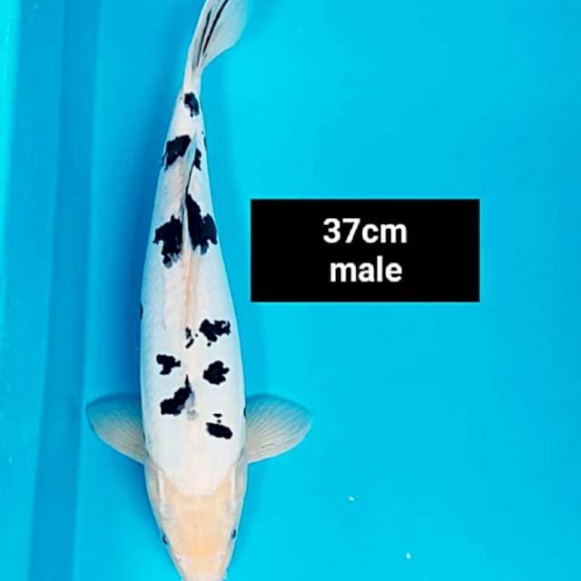 Bekko salju 37cm male