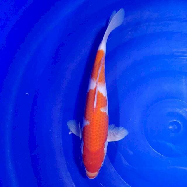Kohaku 30cm
