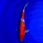 Kohaku 30cm