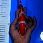Yondan kohaku