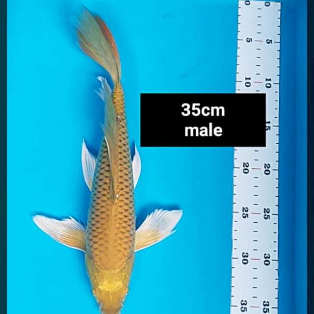 Kumpay midori 35cm male