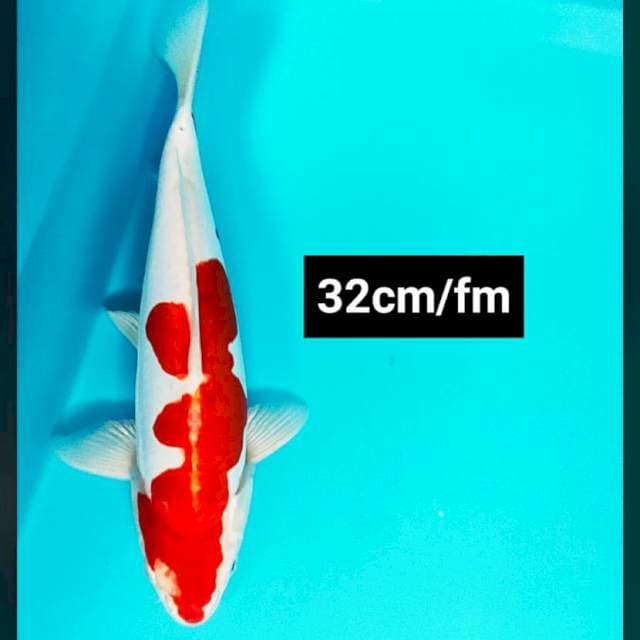 Kohaku doit strong 32cm