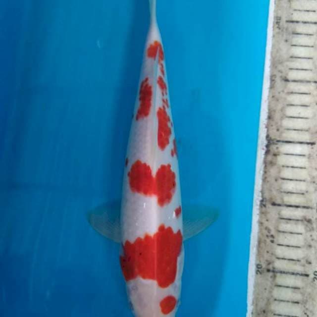 Kuhaku