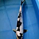 PEJANTAN SHOWA DOITSU 36CM