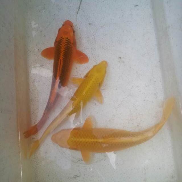 kin matsuba, orenji ogon ,ogon kuning