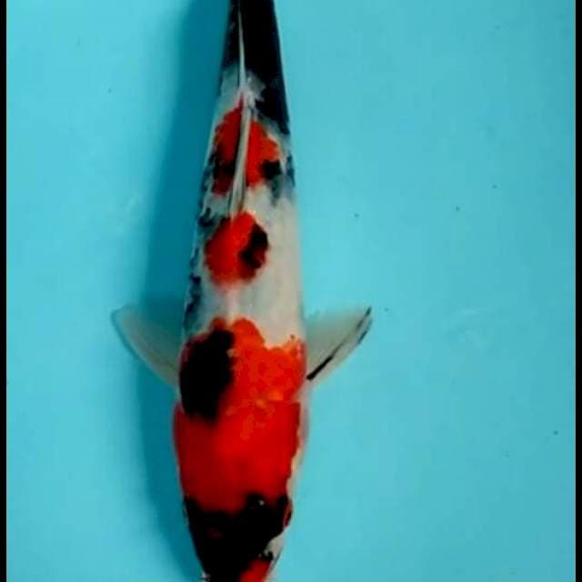 SHOWA 25 CM
