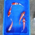 Mix Koi 25cm-28cm