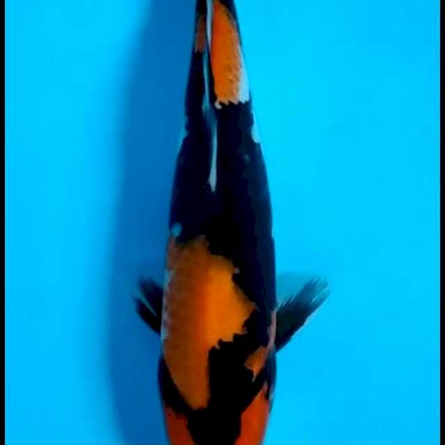UTSURI 33 CM