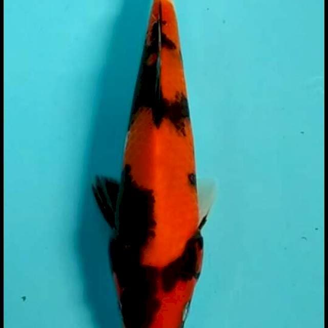HI UTSURI 25 CM