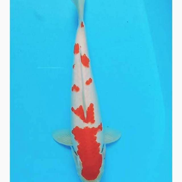 Kohaku
