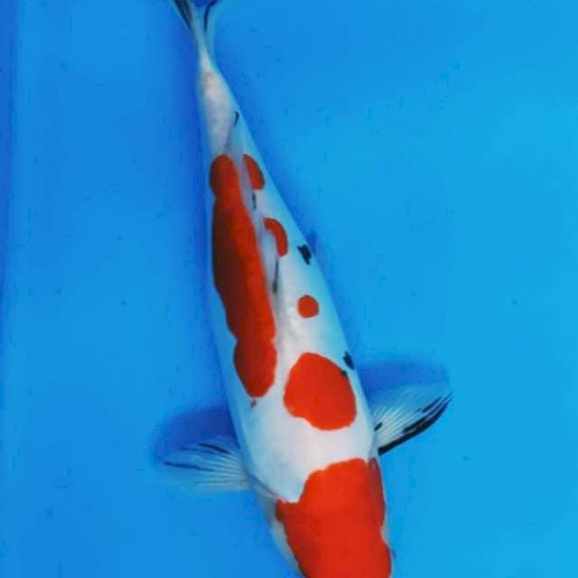 31 cm sanke doitsu