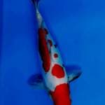 31 cm sanke doitsu