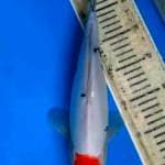 33 cm tancho sanke doit