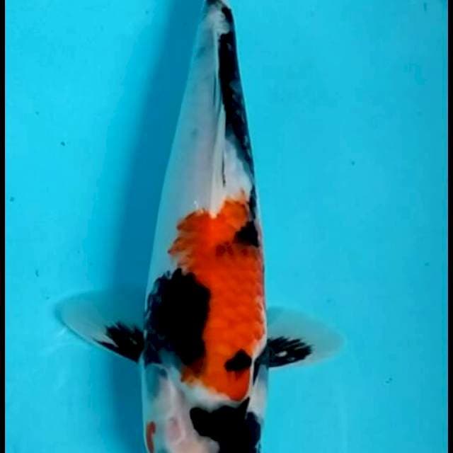 SHOWA 28 CM