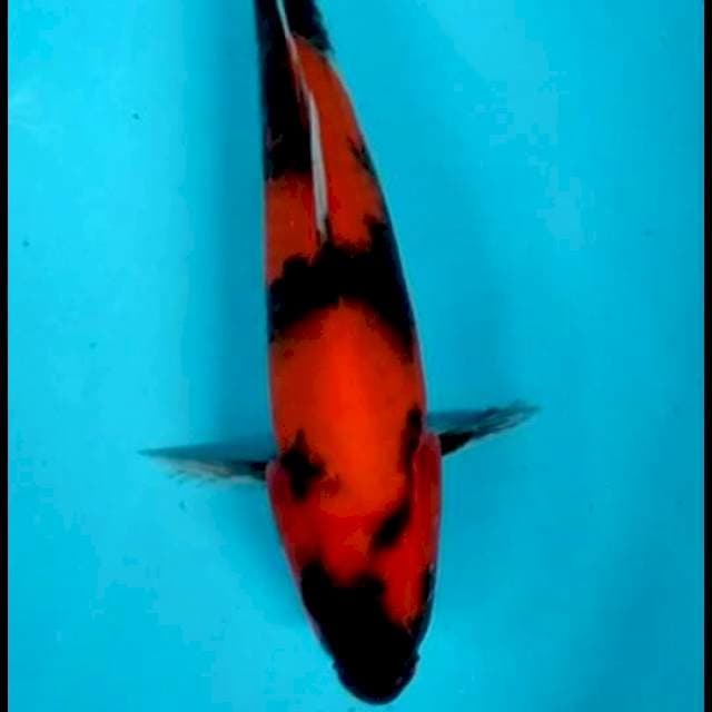HI UTSURI 26 CM