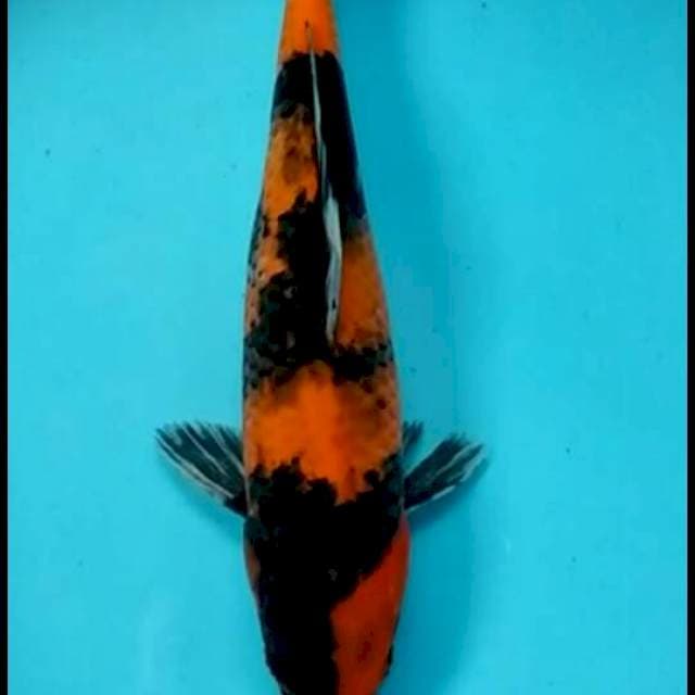 UTSURI 29 CM
