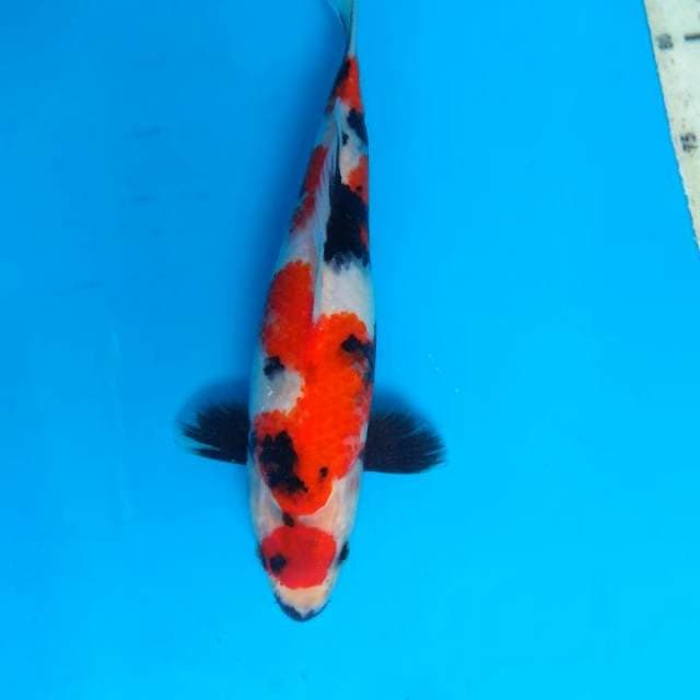 Showa 27cm