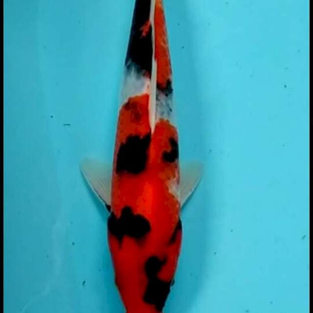 SHOWA 25 CM