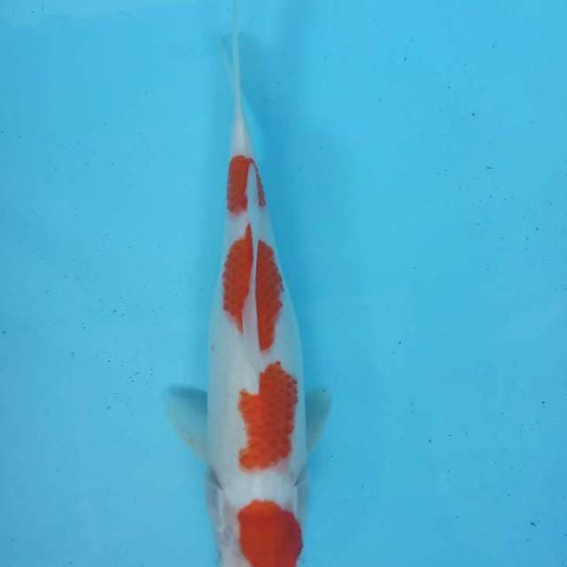 Kohaku