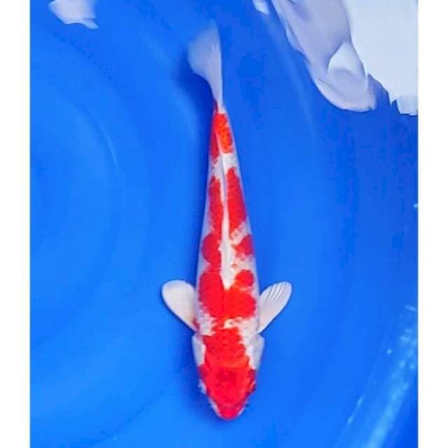Kohaku Hikari (Sakura Ogon) Original 28cm (M)