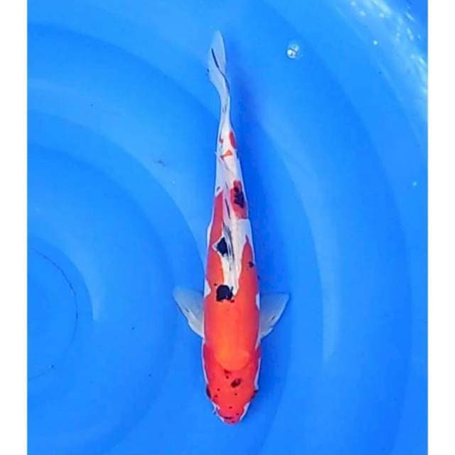 Sanke Doitsu Original 26cm (M)