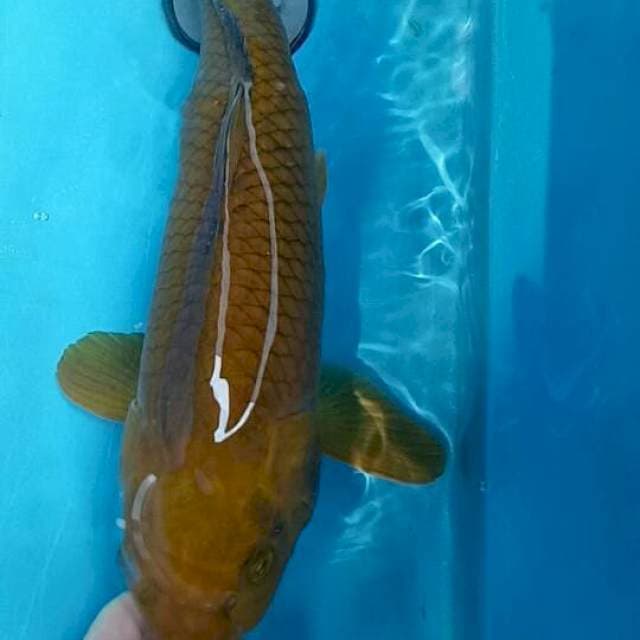 Cagoi tembaga f1 marudo