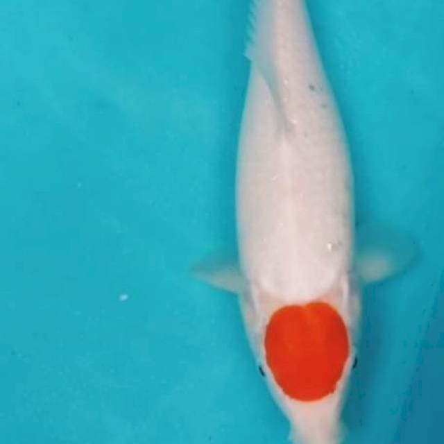 TANCO KOHAKU 32 CM #BETINA