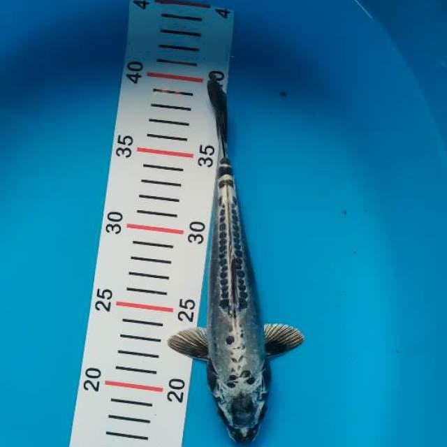 kiko 22 cm