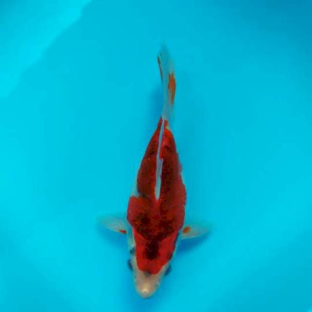goromo short body super 17 cm