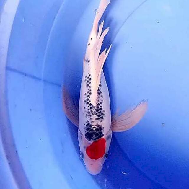 Kumpay gosiki 34 cm