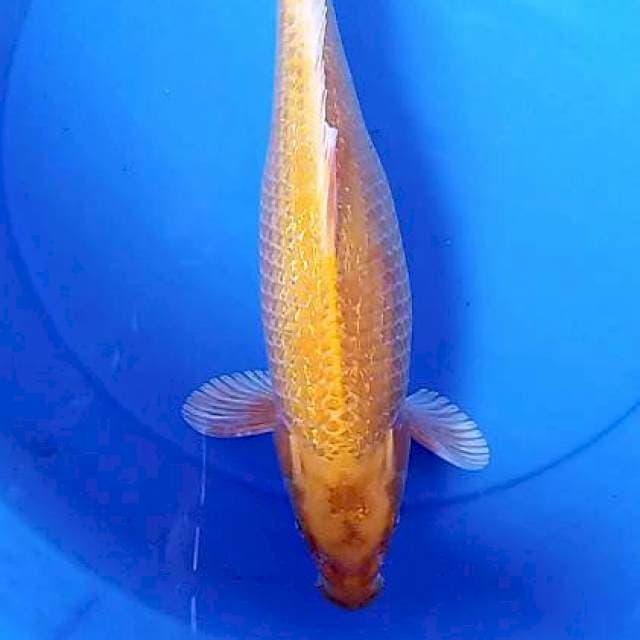 Ogon ginrin bulky 37 cm