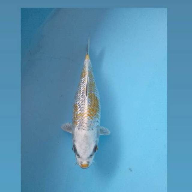 Kogane Ginrin 30Cm