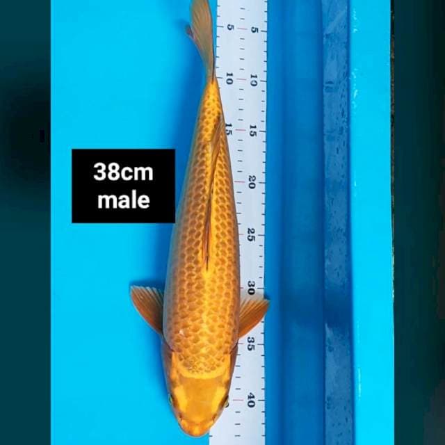 Chagoi merah 38cm male